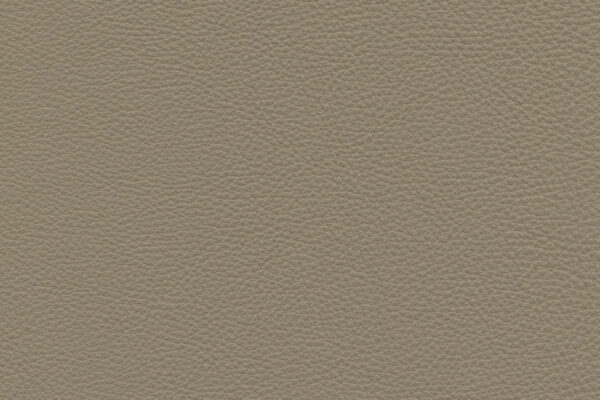 Safari